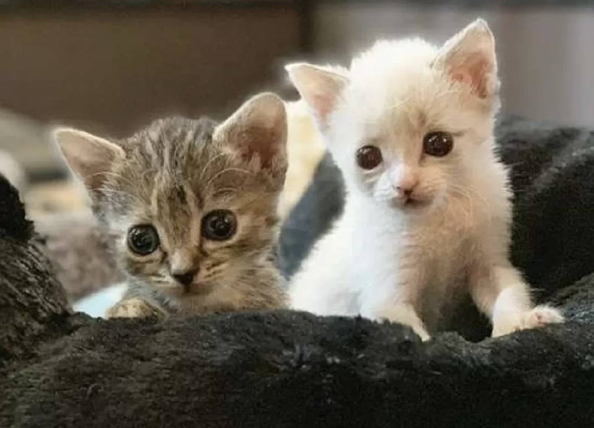 Cats and Kittens tweet media