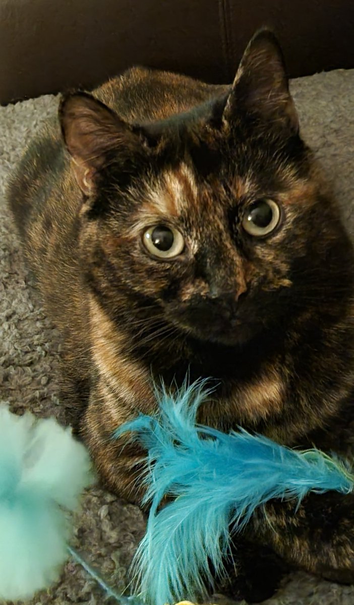 Karen_acts's tweet photo. Alright? Just checking.🩶
Life and a cat. #Perdita #rescuecat #adoptdontshop #animalsamaritans https://t.co/DPtewVuGVu