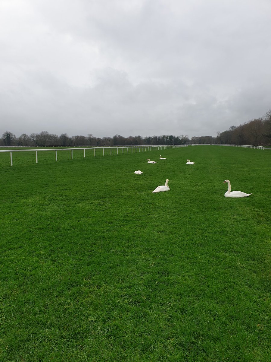 Charlie Rees tweet media