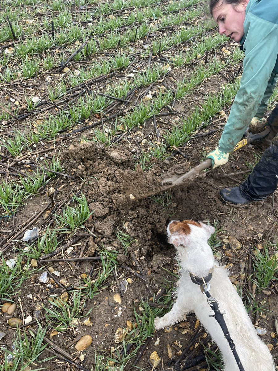 Ed Schofield tweet media