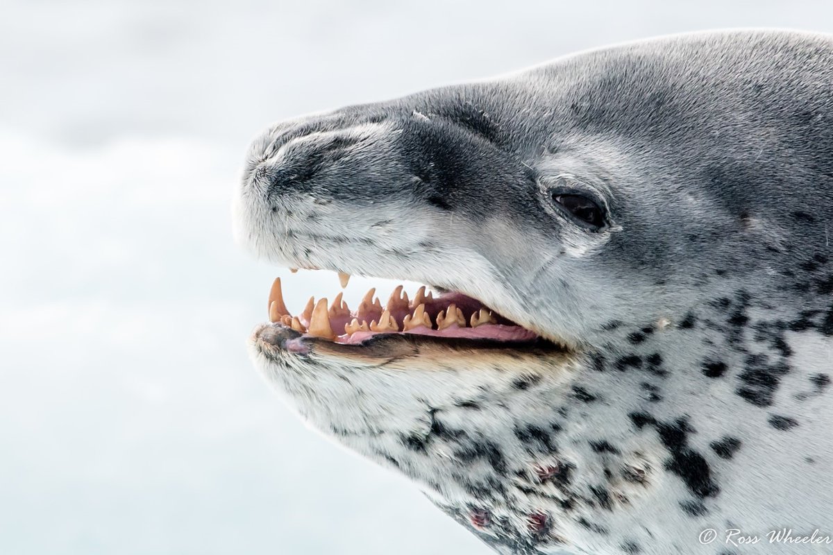 OceanwideExp's tweet image. Antarctic krill is about 45% of the leopard seal’s diet. Leopard seal teeth are grooved in ways that allow them to filter krill out of the water. #leopardseal

Picture by Ross Wheeler.