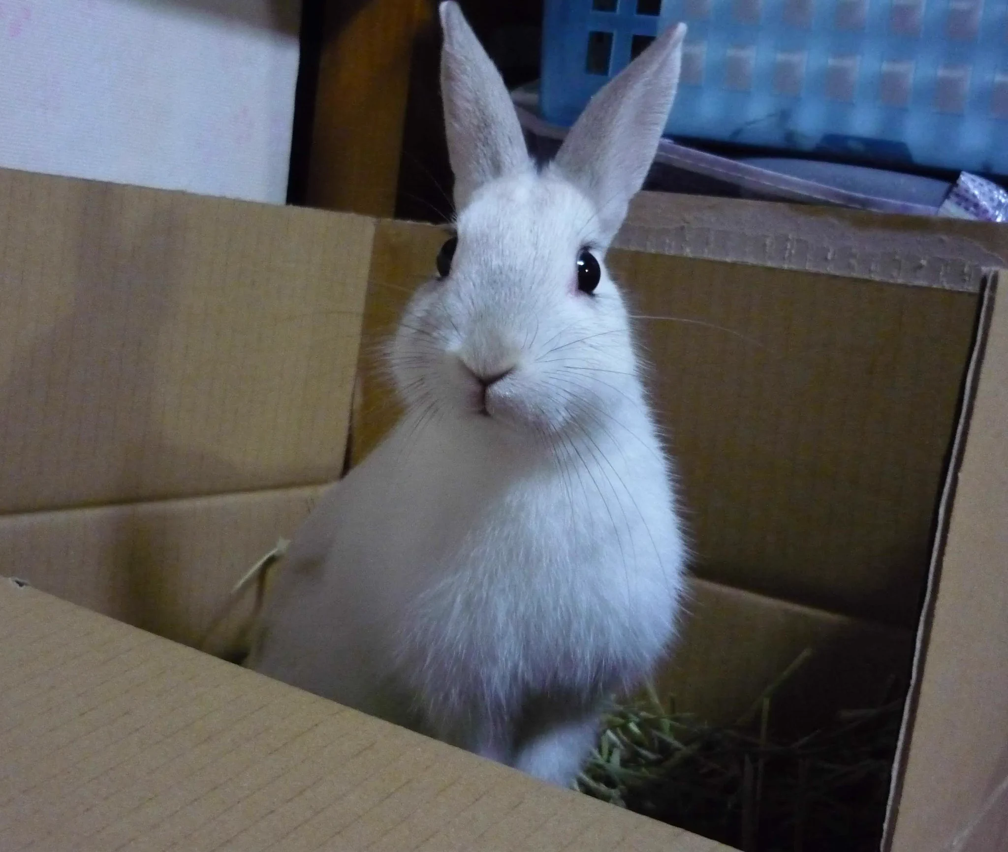 天花(てんか)の名前は、
毛色が真っ白だったから
雪の呼び方から取りました。
#天ちゃん
#天華だとラーメンになるので天花にした
#ミニウサギの天花ちゃん  