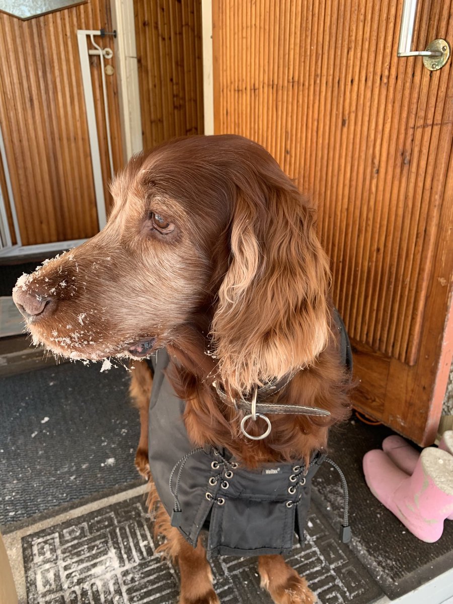 Rakas Sissi, talven tyttö, täyttää tänään 12 vuotta 🥰 ⁦@Irish Setters