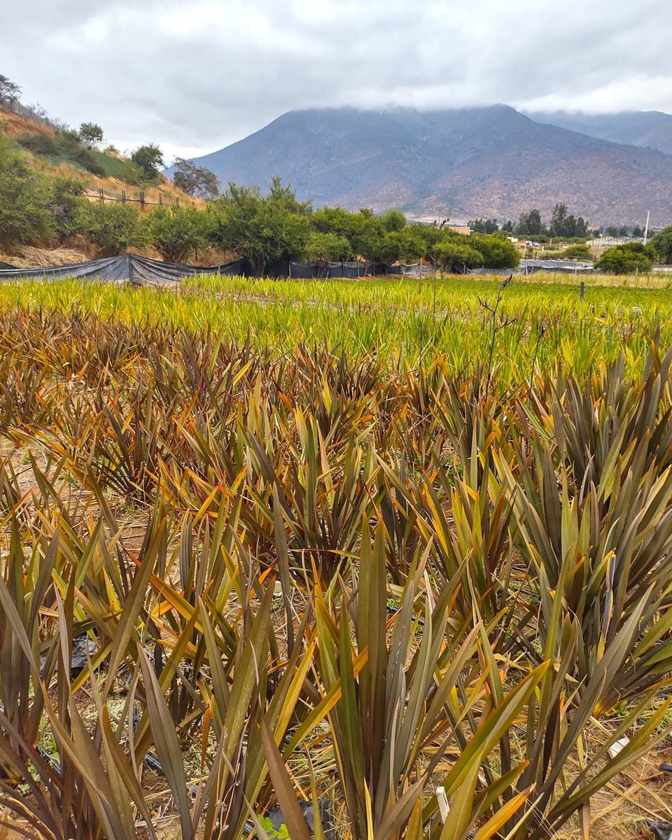 Multiplant1's tweet photo. ¡Plantaciones para este 2023! Presentamos a ustedes variedades de Pitas - Phormium Tenax, Lavandas Stoechas y Diosmas Amarillos, plantas perennes disponibles en Vivero Multiplant.
¡#Multiplant te desea un excelente día!
#ViveroMultiplant #DespachoSantiago #DespachoVRegión https://t.co/TBxdj1wGEi