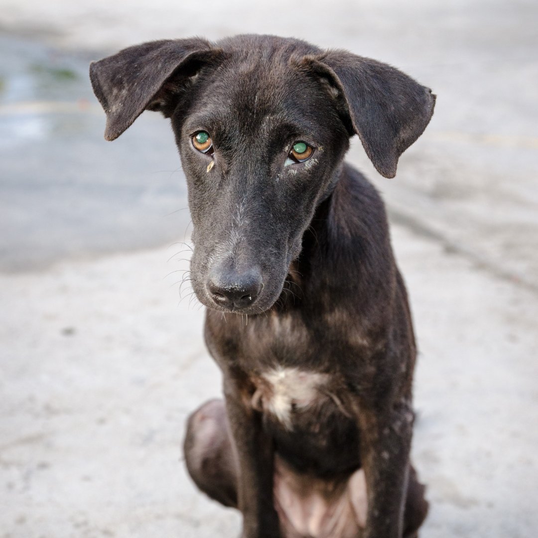 Combattiamo nelle aule di Tribunale per far sì che chi maltratta o uccide gli animali non si trovi mai più nella condizione di poterlo fare di nuovo. 
Per segnalare un caso di maltrattamento, invia un'email con foto e video 📧 avvocato@legadelcane.org