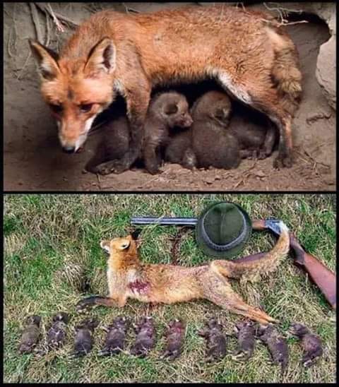 La caza es una actividad perversa, sádica y cruel que debe prohibirse de inmediato.

¡Basta de fundamentalismos criminales contra los #animales! 

<a href="/sanchezcastejon/">Pedro Sánchez</a> <a href="/desdelamoncloa/">La Moncloa</a> <a href="/SergioGaTorres/">Sergio Torres 🇪🇭 🔻🐈</a> <a href="/culturagob/">Ministerio de Cultura</a> <a href="/AnimalesGob/">D. G. Derechos Animales</a> <a href="/PSOE/">PSOE</a> <a href="/PODEMOS/">Podemos</a> <a href="/pablocasado_/">Pablo Casado Blanco</a> <a href="/populares/">life</a> <a href="/vox_es/">VOX 🇪🇸</a>
 
#StopCaza