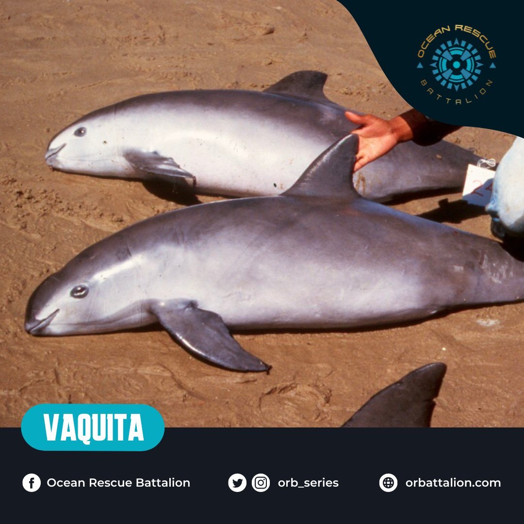 The vaquita is the smallest porpoise species, growing up to 4-5 feet only in length! This elusive porpoise is also the most endangered cetacean in the world, but there's still hope! 

Here's how you can help 👉 porpoise.org/knowledge-base…

📸 Live Science

#didyouknow #oceanfacts