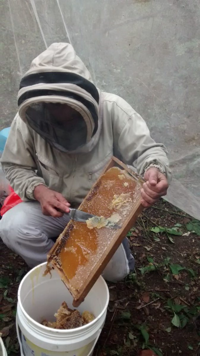 En los primeros días del mes de enero, mujeres y familias de Ovejas y Marialabaja en #MontesDeMaría inician el año cosechando miel.

¡Feliz y próspero 2023 les desea el equipo de CDS!