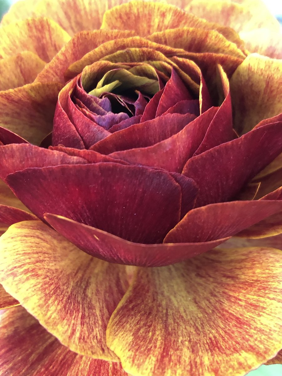 Good Night Ranunculus Michiko on Twitter: