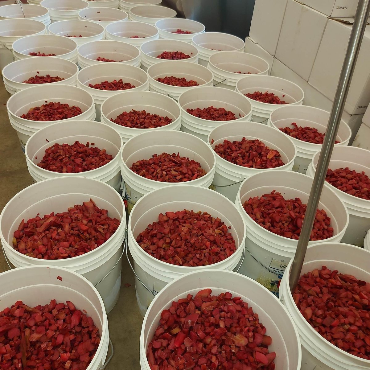 THE HOLIDAYS ARE OVER, BACK TO WORK! This rhubarb is patiently waiting to be juiced. This is the beginning stage of RHUBERRY wine (after picking, washing, cutting, and freezing).