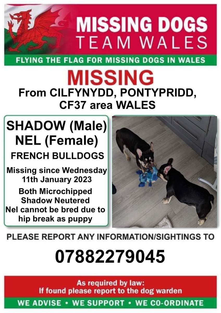 missingdogwales's tweet photo. ‼️BOTH NEL AND SHADOW #FRENCHBULLDOGS MISSING FROM #CILFYNYDD AREA #PONTYPRIDD #CF37 #WALES
♦️Since Wednesday 11th January 2023
Both dogs are 💥MICROCHIPPED
💥NEL CANNOT BE BRED DUE TO A BREAK IN HER HIP AS A PUPPY 💥
IF SEEN PLEASE CALL THE NUMBER ON THIS POSTER ‼️ https://t.co/fPOsWDfFLF