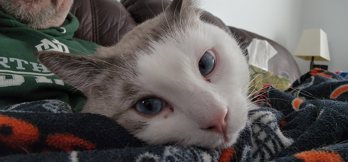 wpg_msmith's tweet photo. Sitting on the couch with Henry on my lunch break is helping me cope with Stiggy's loss.
#RIPStig https://t.co/kGDrIOVAou