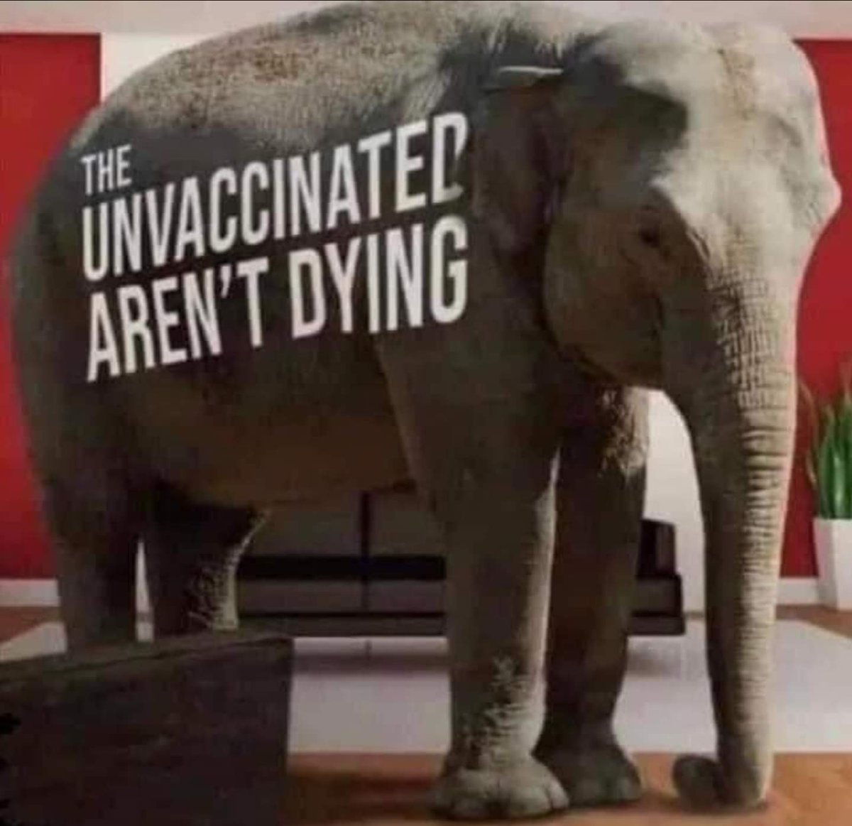 1stAgentEss's tweet photo. @CDCgov @CDCgov are simply DRUG DEALERS!
#humanexperiment
#protectOurChildren
#noamnestyforcovidtyranny https://t.co/ZqGG9AN5Oy