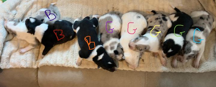 gin_hale's tweet photo. Our new babies. Blue Heeler/Border Collie Cross. #blueheeler #Bordercollie #BlueBorder #puppies https://t.co/6OiGtxwea1