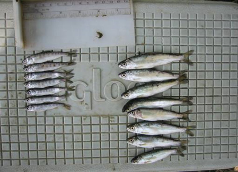 jjopperman's tweet photo. ...beyond⬇️risk, Bypass provides productive habitat for native fish &amp; birds. Juvenile salmon grow  faster on Bypass than in river (photo below from nearby Cosumnes floodplain; fish on R reared in floodplain; on L in river. Similar results from Yolo). But wait, there's even more https://t.co/Q7Gaf3wkI4