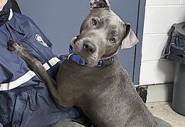 ckarr2's tweet image. Nobody won but how did abandoned JAYLA lose the biggest lottery of all, for her LIFE?  A #KillCommand for this harmless, shy girl who lived w/kids, is friendly &amp;amp; loving, NO issues, asks for very little? Pure random blood lust, she drew the short straw. THAT&apos;S IT! #SaveJAYLA NOW!