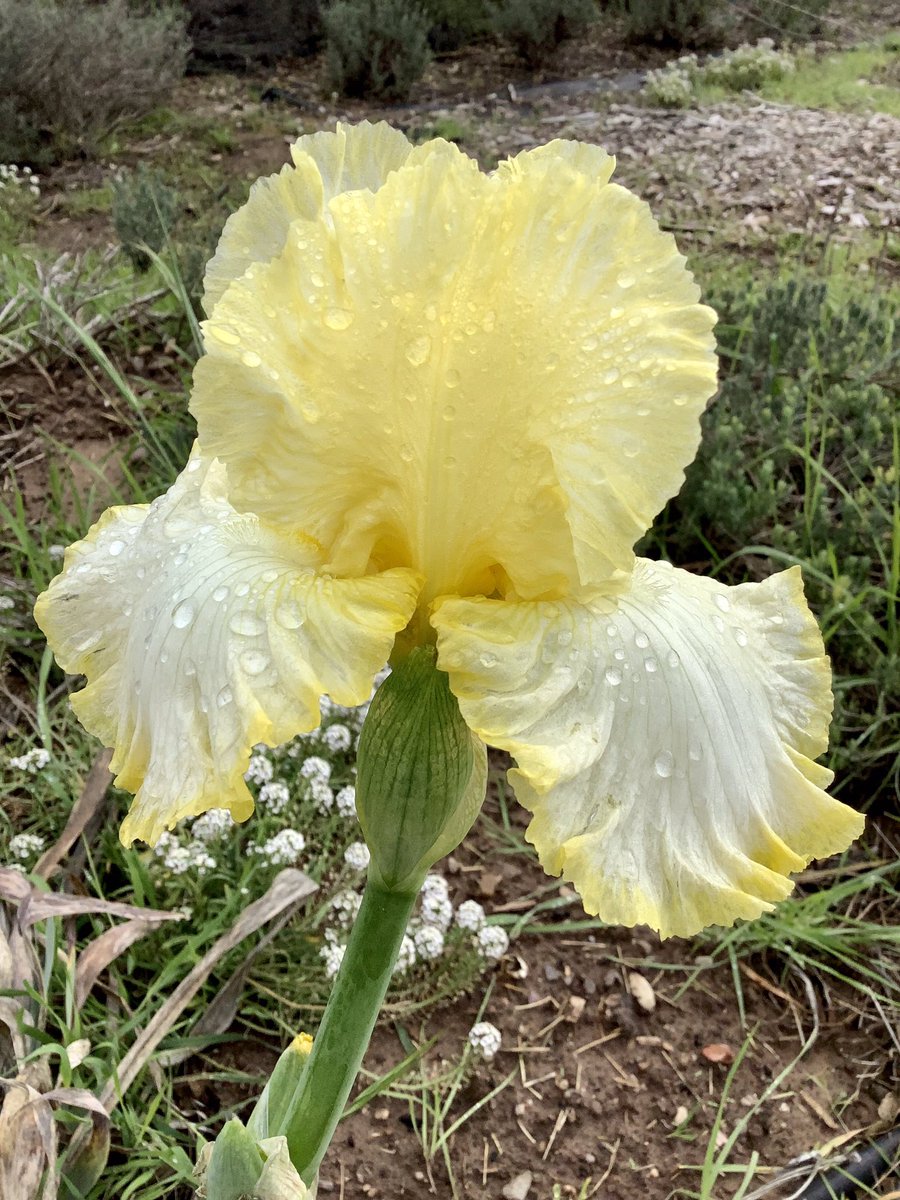 The Iris ‘Total Recall’ was stronger than the major storm that swept through. #mygarden #iris #GardeningTwitter #Flower #gardensoftwitter #flowergarden #gardenlife