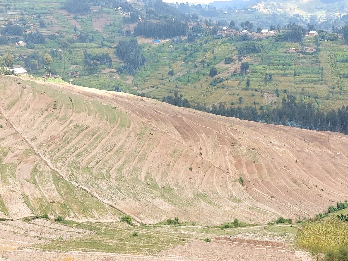 HabitegekoFran1's tweet image. Mu karere ka @NyabihuDistrict imihigo irakomeje.Aya ni amaterasi yakozwe n’abaturage bahawe akazi muri #VUP mu murenge wa Rambura.Muri season B aratangira kubyazwa umusaruro. @RwandaWest @RwandaWater @RwandaAgriBoard @RwandaAgri @RwandaLocalGov @rbarwanda @IGIHE @Imvaho_Nshya