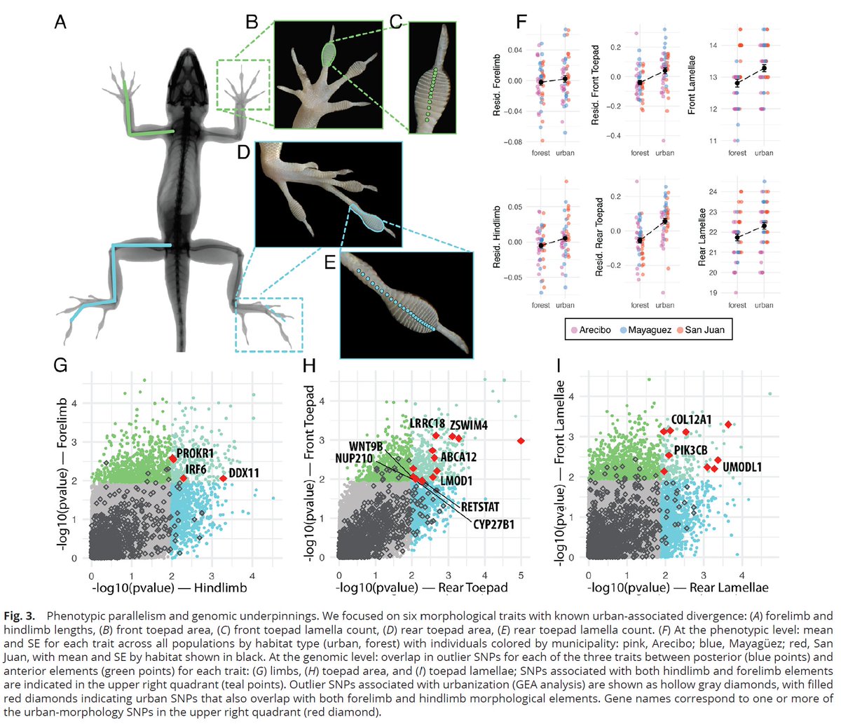 Hey, check out <a href="/Kmwinchell/">Kristin Winchell</a>'s awesome new article about the genomic signature of adaptation to urban environments in lizards -- published today in <a href="/PNASNews/">PNASNews</a>: doi.org/10.1073/pnas.2….