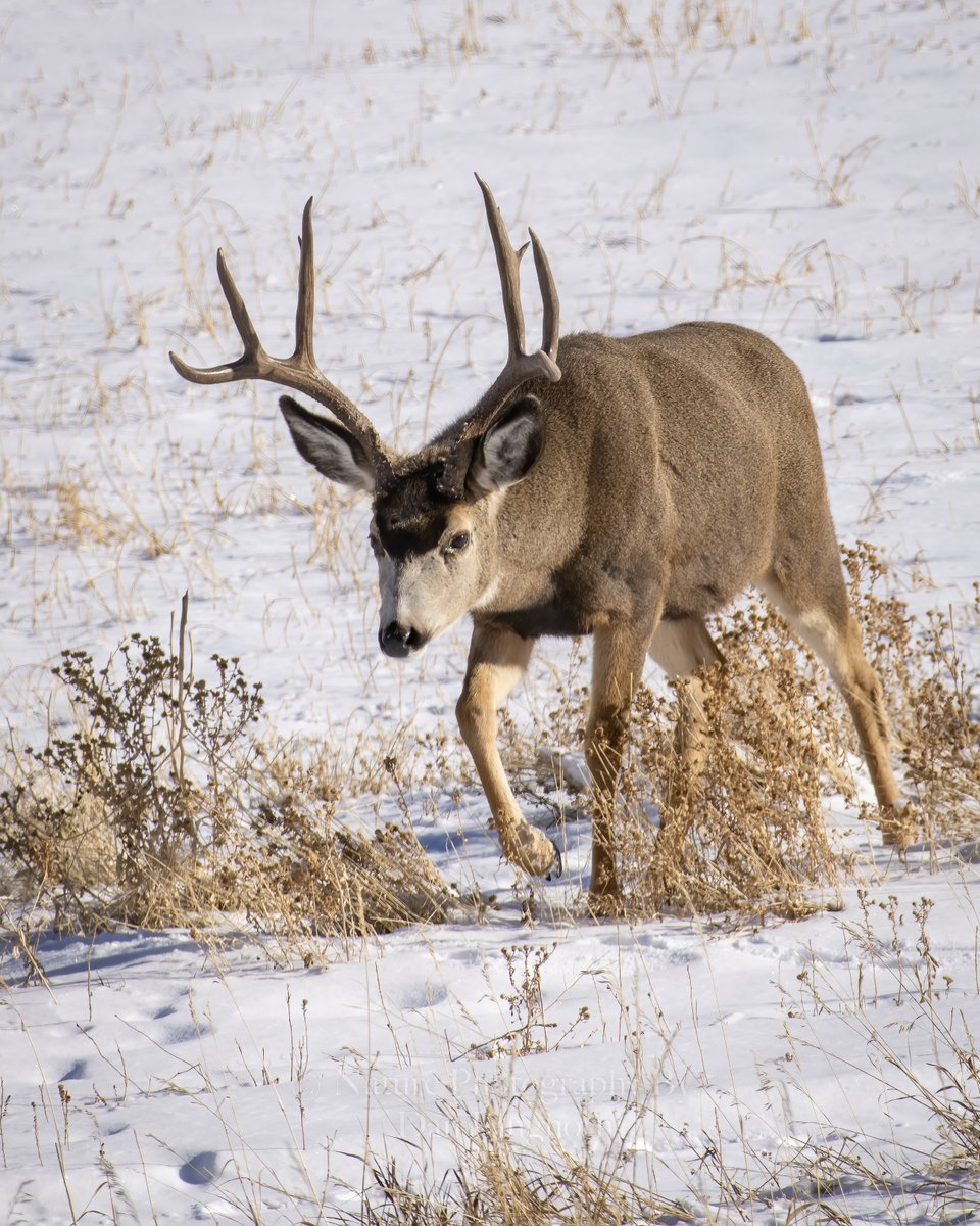 A #Idaho #MuleDeer.  #NaturePhotography #WildlifePhotography #ThePhotoHour