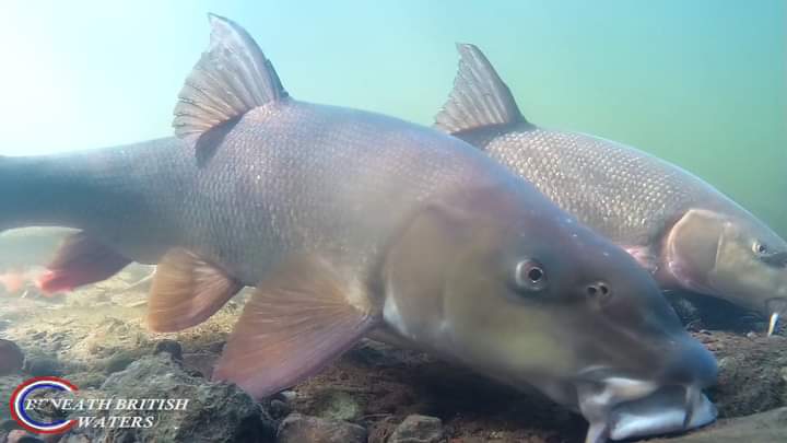 Tomorrow evening 7.30pm 13th Jan is the second film short on my freshwater series. All about barbel.
#freshwaterfish #nature #wildlife #rivers #underwater #barbel