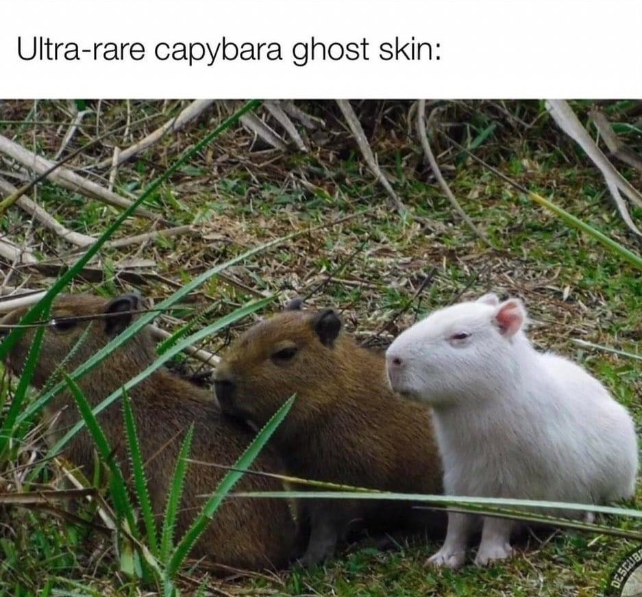 CAPYBARA MAN tweet media
