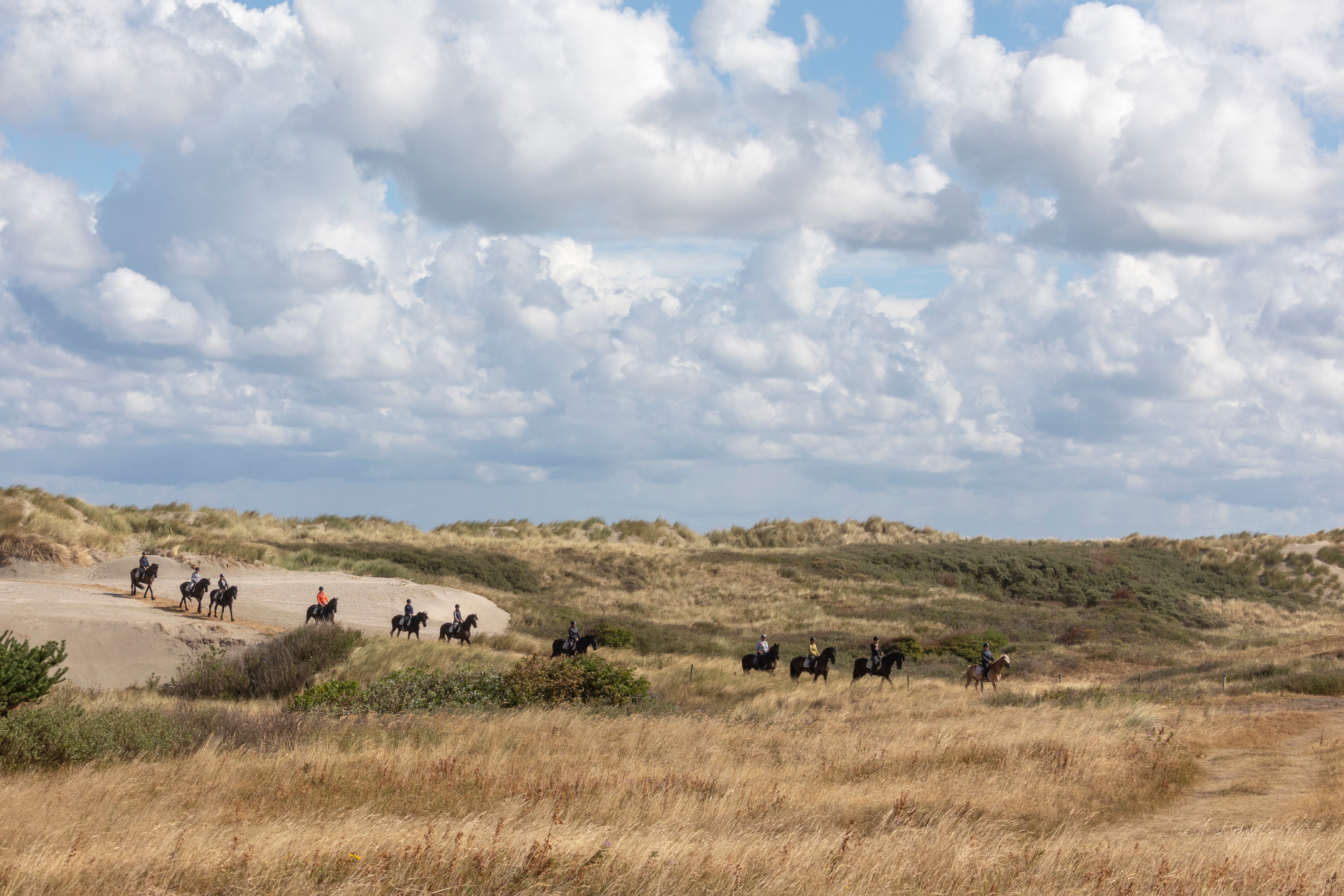 VVV Ameland on Twitter "Ameland is een echt paardeneiland. Je vindt er