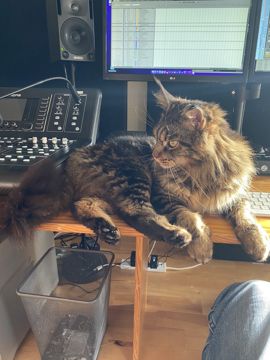 Working to try and finish mixing and mastering today #newirishmusic from @laurajo_music for her next single release. My assistant engineer Oscar keeping a critical ear on things. Nothing gets by him. 😺#recordingstudiocat #recordingengineer #recordingstudio #mixingstudio