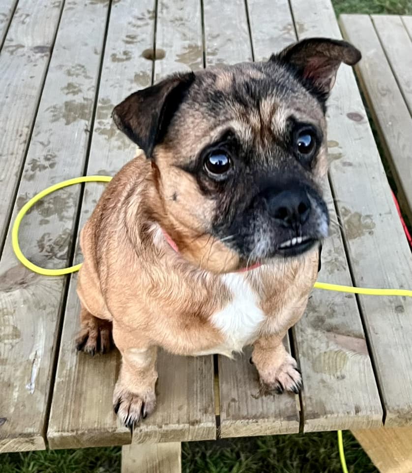 Animal Adoptions UK 🐕‍🦺🐈🐎❤️ tweet media