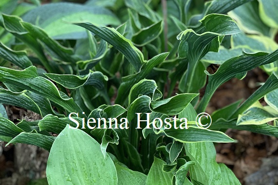 Some lovely varieties in our January sale, available while stocks last!
#Hostas #siennahosta #plants #ukgrown #ukplants #shadeplants