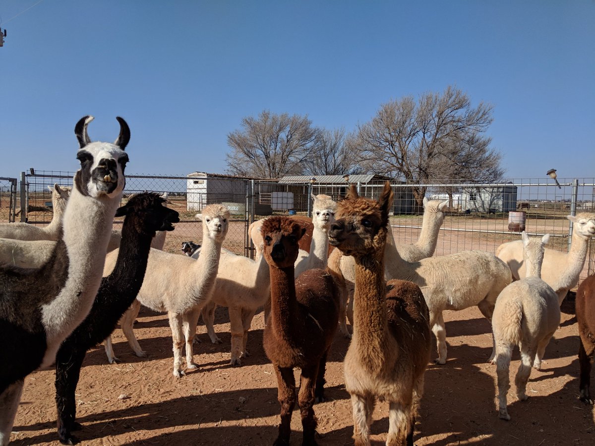 WindrushAlpacas's tweet photo. It's that time of year when people are looking for some spirit lifting. The holidays have passed, the days are getting longer, but are still cold and gray. Surprise someone with an online Alpaca Video Greeting.  The alpacas are waiting! And so is a llama!https://t.co/KyJmHX1qP3 https://t.co/i6ky5Ga8Jz