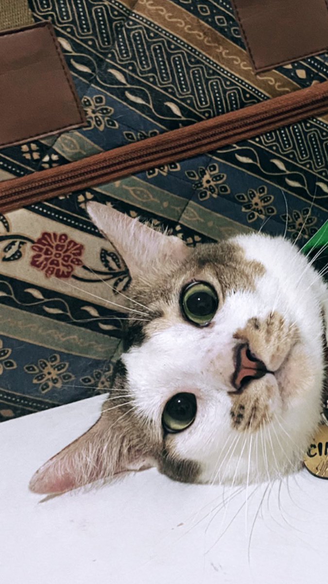 kochengfs's tweet photo. 🐈‍⬛ Pap muka kucingmu yg gemesin itu 😫🤗 https://t.co/qASO965kKz