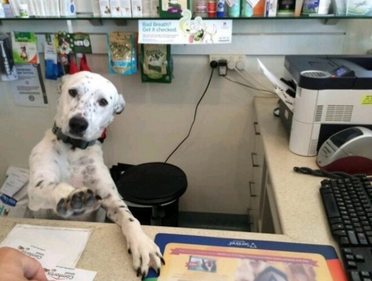 Calma, senhora! Eu só estou fazendo o meu trabalho!!