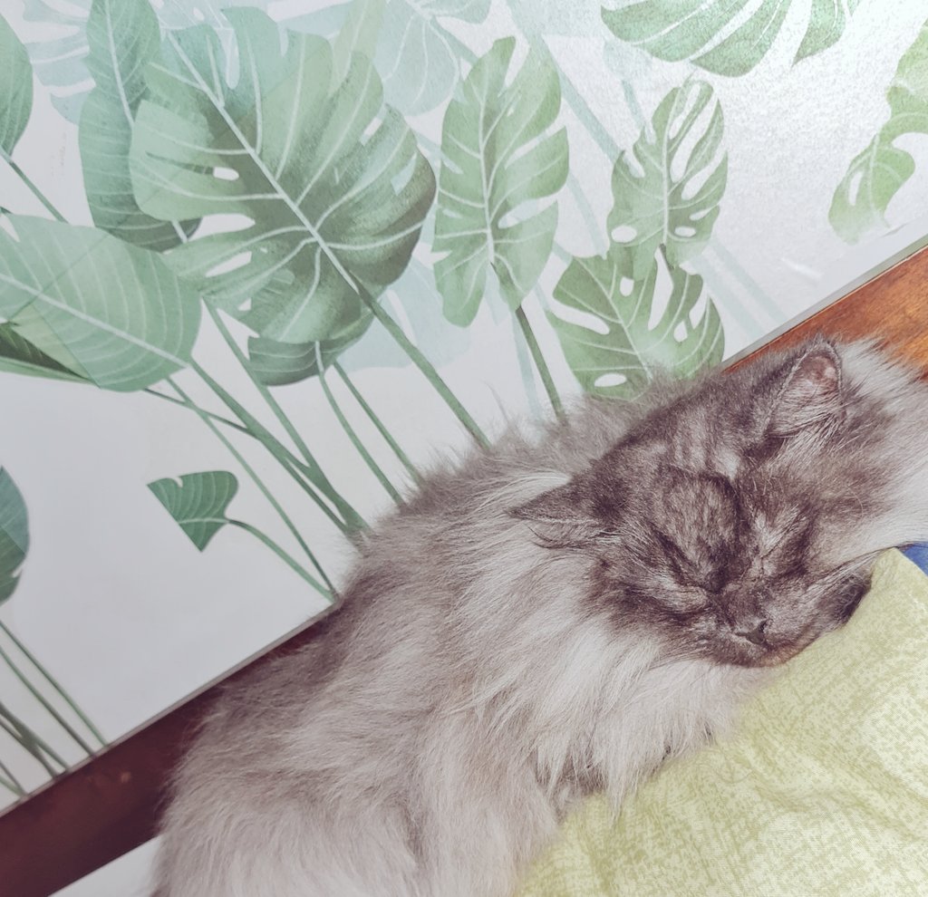 miss_waitforit's tweet photo. I love Dolce so much! 🥰✨️ https://t.co/k1AqCWo1Vi