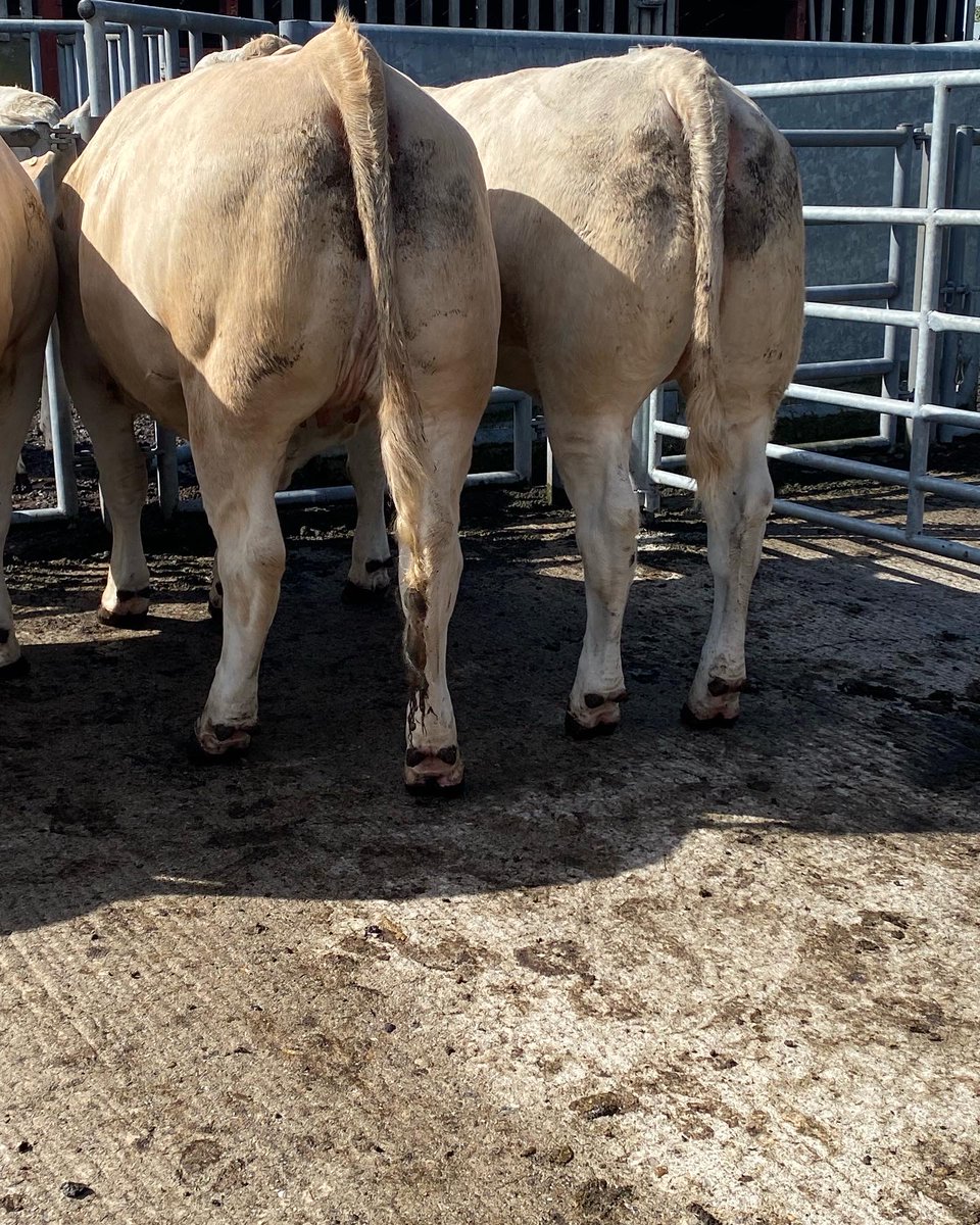 progressivegen's tweet photo. Lapon CH4321
A fully proven outstanding Charolais sire.
Exceptional carcass weight & carcass conformation figures.
Pictured, some outstanding progeny from Lapon shown throughout 2022.
#progressivegenetics https://t.co/qB5anFTZAV