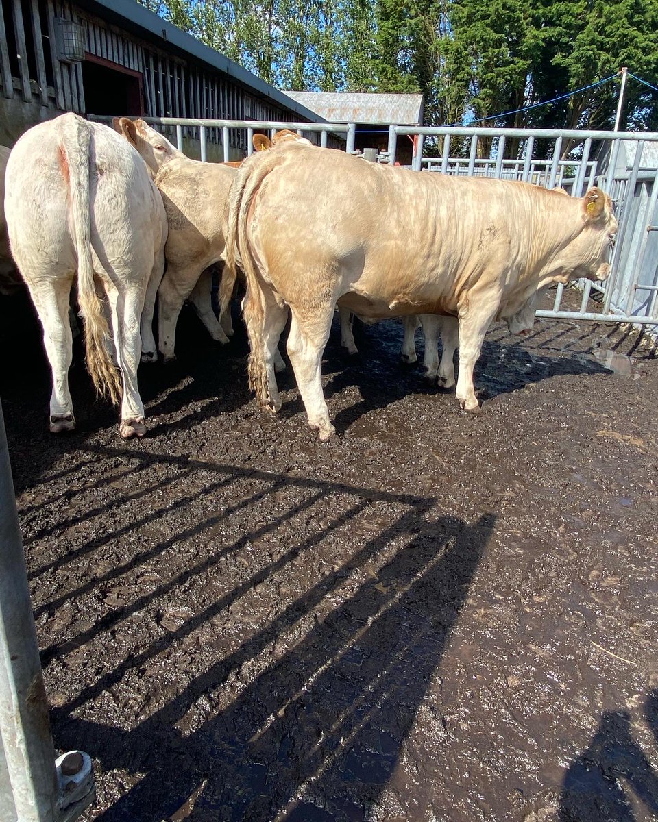 progressivegen's tweet photo. Lapon CH4321
A fully proven outstanding Charolais sire.
Exceptional carcass weight & carcass conformation figures.
Pictured, some outstanding progeny from Lapon shown throughout 2022.
#progressivegenetics https://t.co/qB5anFTZAV
