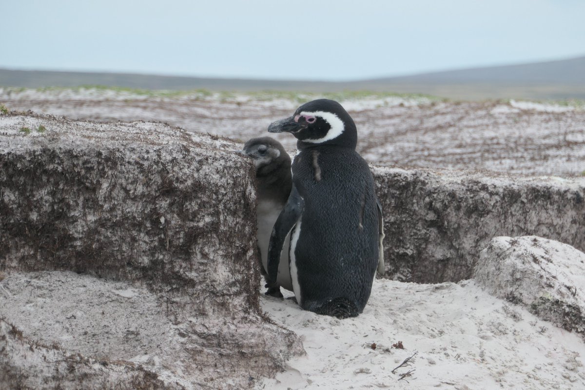 Good bye magellanic #Penguins from the #FalklandIslands  
in a few days, I will sail to #SouthGeorgia for an exciting second field season! 
 @Darwin_Defra