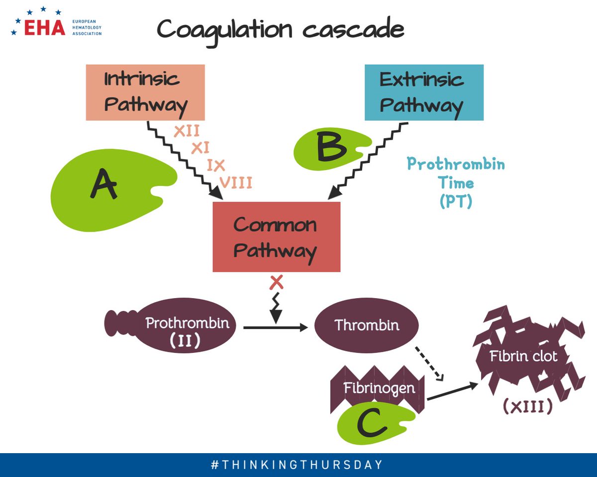 European Hematology Association tweet media