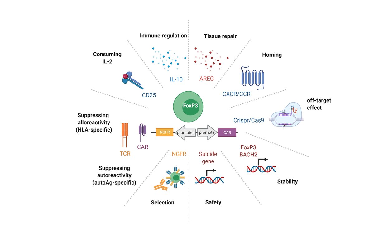 We are pleased to let you know that our review article 
Engineered Treg cells: The heir to the throne of immunotherapy 
is published in the Journal of Autoimmunity and is now available online. 
50 days of free access to our article can be found here: authors.elsevier.com/a/1gPGL3BwmOVp…