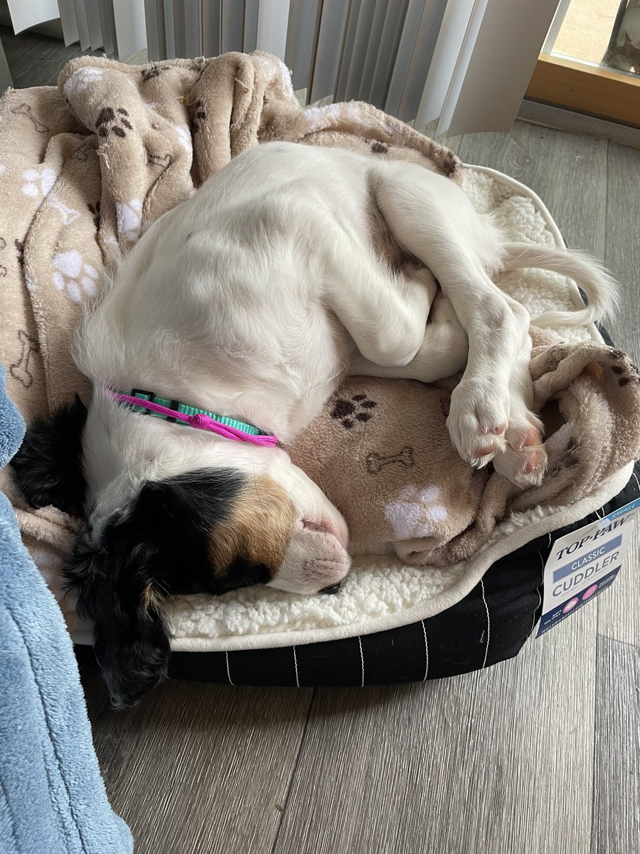 harmanmeg's tweet photo. @bunsenbernerbmd She likes to sleep in odd positions! Always give a good laugh https://t.co/JNPv24qxJY