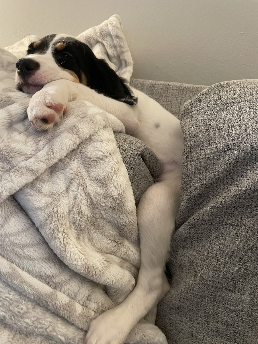 harmanmeg's tweet photo. @bunsenbernerbmd She likes to sleep in odd positions! Always give a good laugh https://t.co/JNPv24qxJY