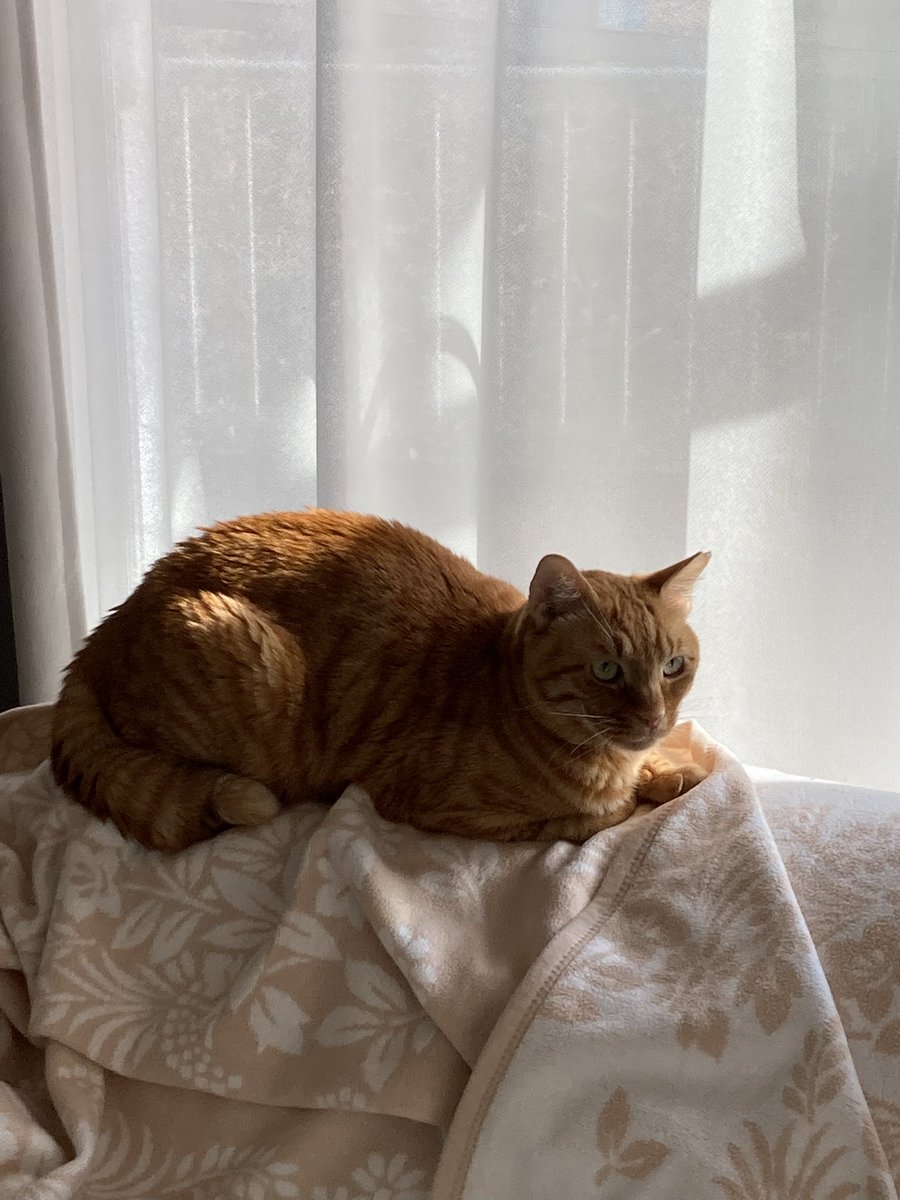 Tora_Azuki's tweet photo. 184日目。あずに引き続き、とらもソファに。
#ねこ #あずき #とらじろう #つぶあん #ソファ #背もたれ #まったり #cat #adoptedcat #sofa #backrest #comfort #relax #catlife https://t.co/PTsu0nJiDM