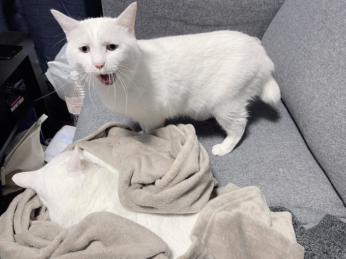 どういう感情なの 