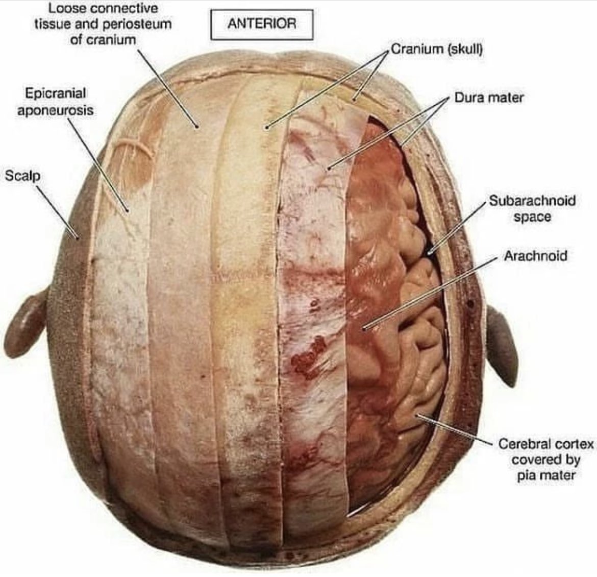 OGdukeneurosurg's tweet photo. As a surgeon you are a guest in human body and please preserve every plane like you found it. https://t.co/QL3LcxHrx4