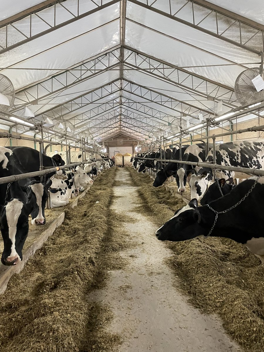 meghan_glavin's tweet photo. Day three was packed with three amazing farms! We started at Patascobac Holsteins near Belleisle Creek, NB, then headed to Weekdsale Holsteins and Goldenflo Holsteins in PEI! @UofGDairy #aggiesgoeast https://t.co/y1SVKOwCWN