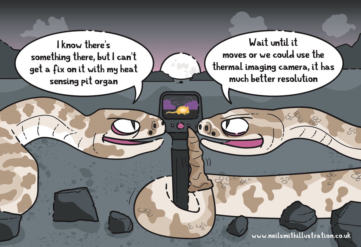 Even though their heat sensor's resolution isn't great, pit vipers can still sense their prey's warmth, especially if the background is relatively cool 
journals.biologists.com/jeb/article/22…