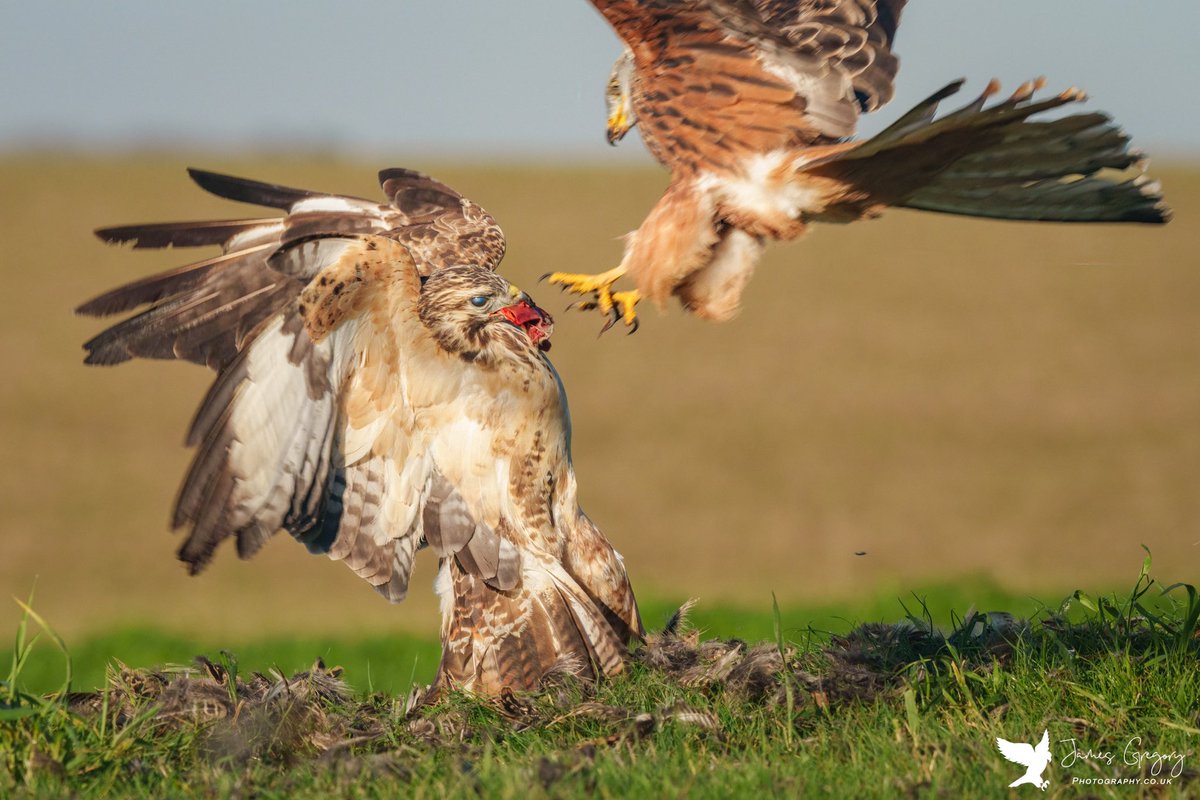 Red Kite about to ambush a Buzzard
(Wiltshire Uk)
 
#buzzards #buteobuteo #redkites 
#raptors #birdsofprey #birdsseenin2023 #birdwatching #rspb #ukbirds #naturelovers #TwitterNatureCommunity #Springwatch #BBCCountryfileMagPOTD #BBCWildlifePOTD 
@Natures_Voice #SonyA1