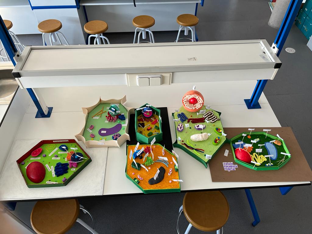 ValledelMiro's tweet photo. 🔬 Los alumnos de 4ºESO han realizado maquetas de células eucariotas vegetales usando bocetos creados por ellos mismos y diversos materiales.

#ValledelMiro #colegio #Valdemoro https://t.co/apQjulQHAe