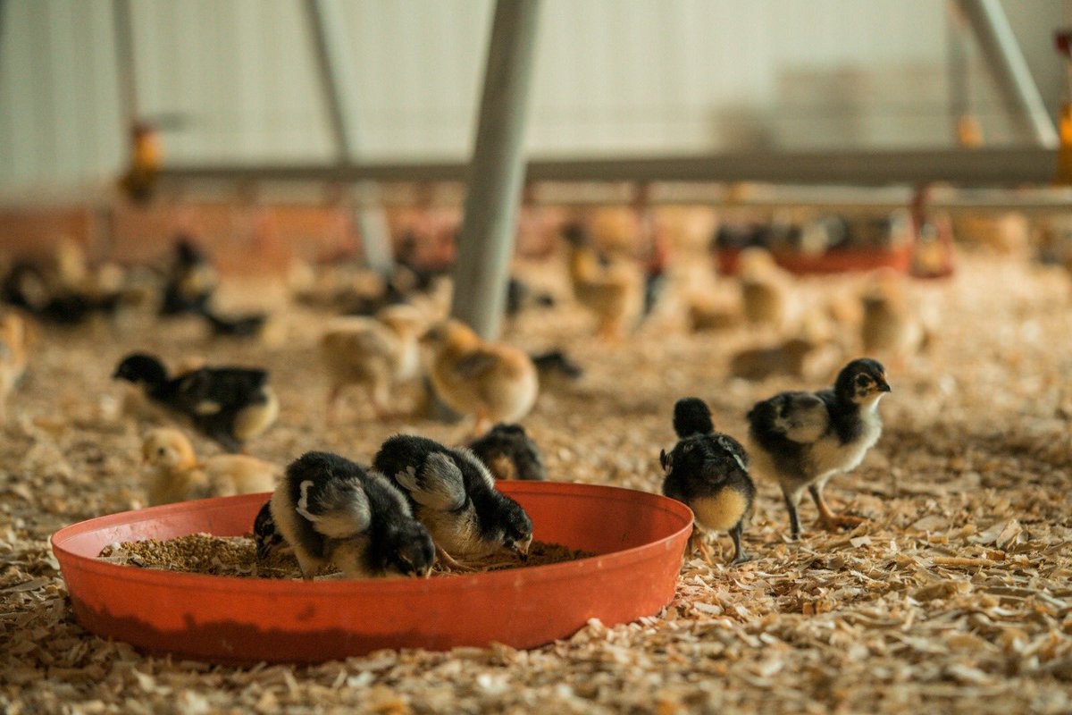 galldelpenedes's tweet photo. Sabies que el Gall del Penedès IGP no és totalment negre fins que és adult? 😮
🐣 Com veieu, quan són pollets tenen la zona ventral, les puntes de les altes i la cara blanquinosa!
#GalldelPenedès #IGP #Pollets #Penedès https://t.co/91fB8WyZzC