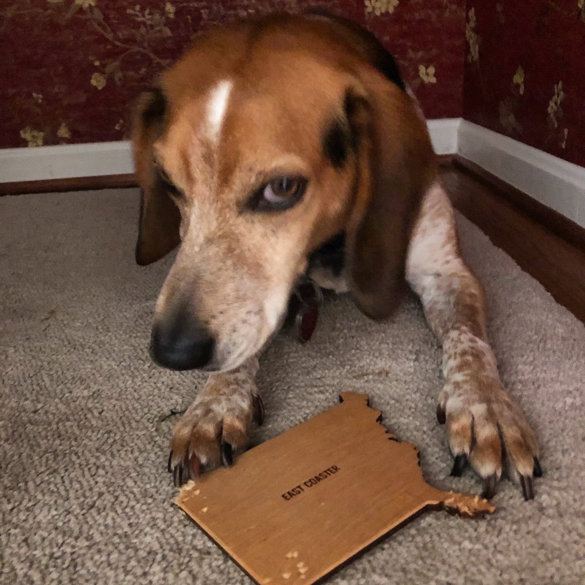 There was a time…I stole a coaster and chewed it up. #beagle #beaglesoftwitter